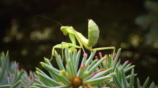 European Mantis Mantis Religiosa Insecto Depredador Aprovecha Las Plantas — Vídeo de stock