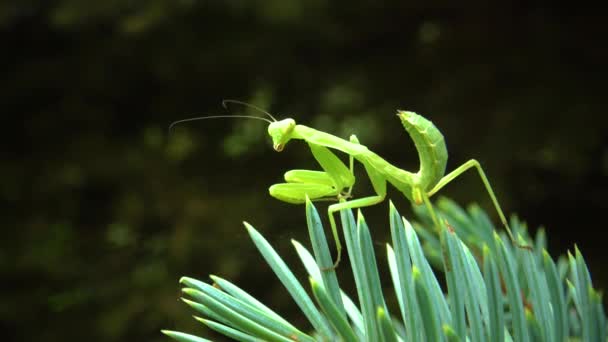 Louva Deus Europeu Mantis Religiosa Inseto Predador Ataca Plantas — Vídeo de Stock