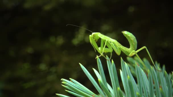 Den Europeiska Mantisen Mantis Religiosa Den Rovgiriga Insekten Jagar Växter — Stockvideo