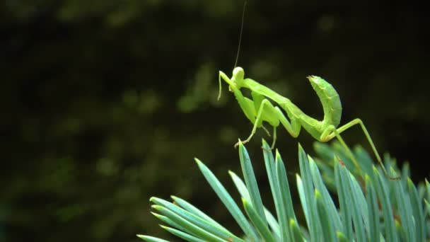 사마귀 Mantis Religiosa 곤충이 식물을 — 비디오