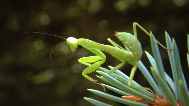 欧洲螳螂 Mantis Religious Osa 捕食性昆虫捕食植物 — 图库视频影像