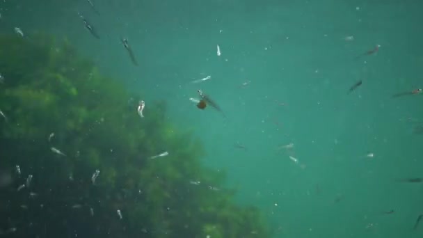 Fische Aus Dem Schwarzen Meer Schwarzmeersandschmelze Atherina Pontica Zwischen Den — Stockvideo