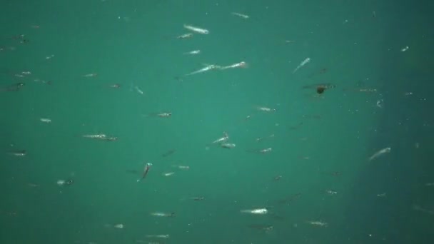黒海の魚 海藻の中に黒海大規模な砂の匂い アセリーナ ポンティカ — ストック動画