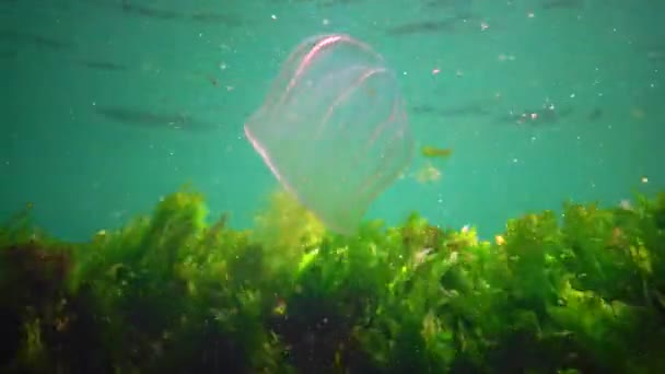 Ctenophores Επιθετικός Εισβολέας Μέδουσας Στη Μαύρη Θάλασσα Μέδουσες Beroe Ovate — Αρχείο Βίντεο