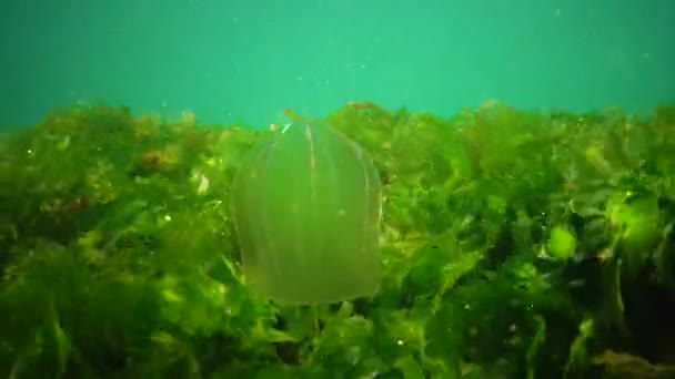 Ctenophores Predatory Comb Jellyfish Invader Black Sea Jellyfish Beroe Ovate — Stock Video