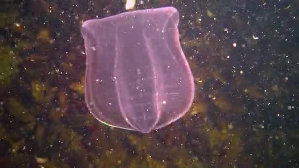 Ctenophores, prédateur comb méduses envahisseur de la mer Noire, méduses Beroe ovate, dévorant Mnémiopsis leidy. 