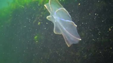 Ctenophorlar, yırtıcı taraklı denizanaları Karadeniz 'i istila eden denizanaları, Beroe denizanaları, miyopsları yiyen leidiler.. 
