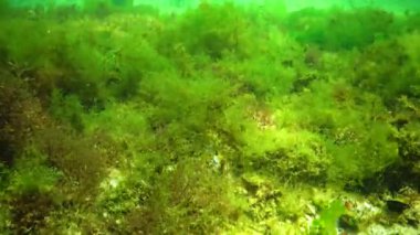 Karadeniz 'in yosunları. Deniz tabanındaki kayalıklarda yeşil ve kırmızı algler. Su altı manzarası. Karadeniz