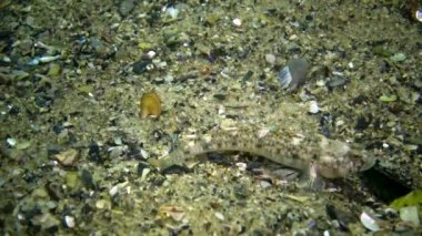 Mermer keçi Pomatoshistus marmoratus - erkek yuvasını bir midyenin kabuğunun altında korur, diğer Karadeniz balıklarına saldırır.