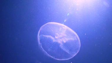 Karadeniz faunası. Aurelia aurita (Ay denizanası, Ay denizanası, yaygın denizanası, veya çay tabağı denizanası)