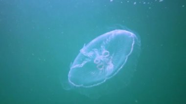 Karadeniz faunası. Aurelia aurita (Ay denizanası, Ay denizanası, yaygın denizanası, veya çay tabağı denizanası)
