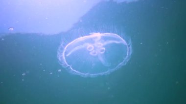 Karadeniz faunası. Aurelia aurita (Ay denizanası, Ay denizanası, yaygın denizanası, veya çay tabağı denizanası)