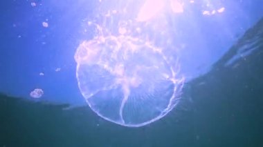 Karadeniz faunası. Aurelia aurita (Ay denizanası, Ay denizanası, yaygın denizanası, veya çay tabağı denizanası)