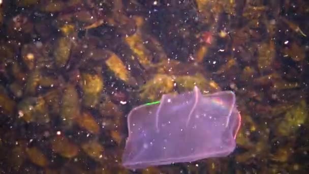 Ctenophores Predatory Comb Jellyfish Invader Black Sea Jellyfish Beroe Ovate — Stock Video