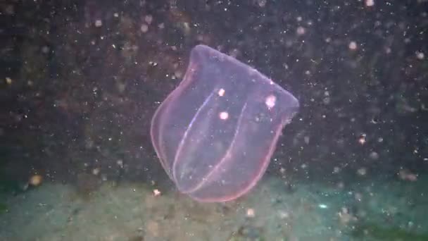 Ctenophores, prédateur comb méduses envahisseur de la mer Noire, méduses Beroe ovate, dévorant Mnémiopsis leidy. 