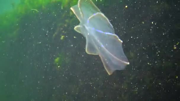 Ctenophores Drapieżny Grzebień Meduzy Najeźdźca Morze Czarne Meduzy Beroe Owate — Wideo stockowe