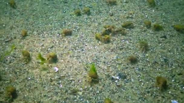 多くのザリガニ砂の底にある小さなヤドカリ ディオゲネス ピューリレーター — ストック動画