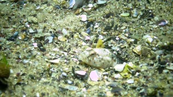 Marmorierte Grundel Pomatoshistus Marmoratus Männchen Schützt Sein Nest Unter Dem — Stockvideo