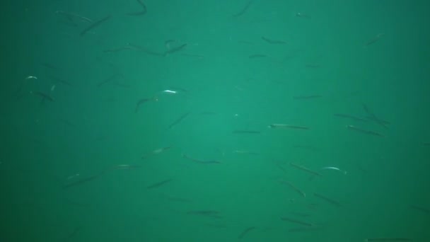 地中海沙鳗鱼 Gymnammodytes Cicerellus 生活在它们的自然栖息地 黑海鱼群 — 图库视频影像