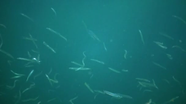 Enguia Areia Mediterrânea Gymnammodytes Cicerellus Seu Habitat Natural Peixe Mar — Vídeo de Stock