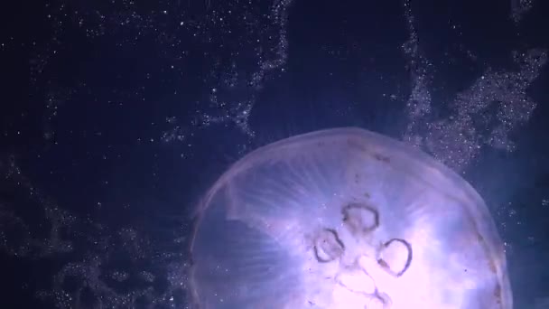 Fauna Mar Negro Aurelia Aurita Geleia Lunar Medusa Lunar Medusa — Vídeo de Stock