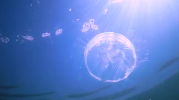 Fauna Mar Negro Aurelia Aurita Geleia Lunar Medusa Lunar Medusa — Vídeo de Stock
