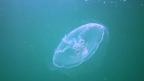 Zwarte Zee Fauna Aurelia Aurita Maankwal Maankwal Gewone Kwal Schotelgelei — Stockvideo