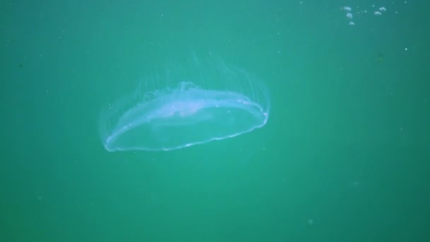 Karadeniz Faunası Aurelia Aurita Denizanası Denizanası Yaygın Denizanası Veya Çay — Stok video