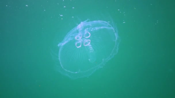 Karadeniz Faunası Aurelia Aurita Denizanası Denizanası Yaygın Denizanası Veya Çay — Stok video