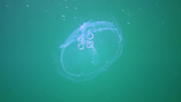 Fauna Del Mar Nero Aurelia Aurita Gelatina Lunare Medusa Lunare — Video Stock