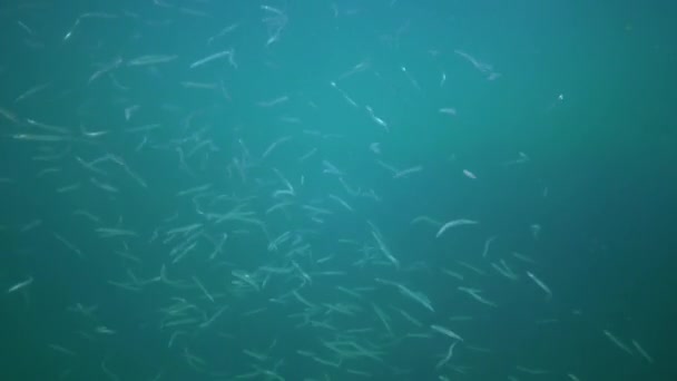 Mediterrane Zandaal Gymnammodytes Cicerellus Hun Natuurlijke Habitat Zwarte Zee — Stockvideo