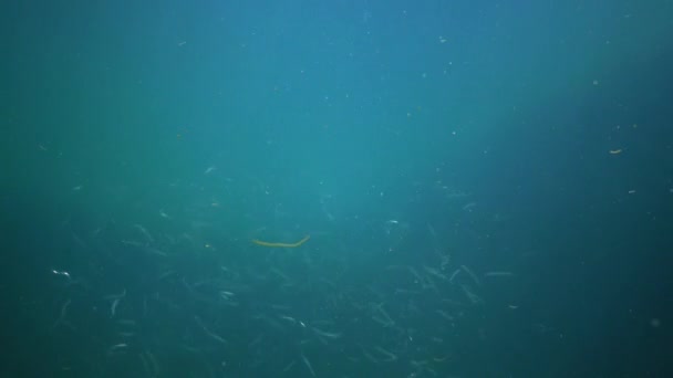 Anguilla Sabbia Mediterranea Gymnammodytes Cicerellus Nel Loro Habitat Naturale Pesce — Video Stock