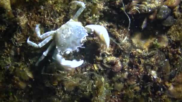 黒海の動物 Brachinotus Sexdenatus ムール貝の間に非表示の小さなカニ — ストック動画
