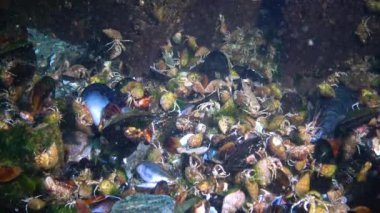 Kumlu zeminde (Diogenes pugilatörü) çok sayıda küçük münzevi yengeç bulunur. Karadeniz. Ukrayna.