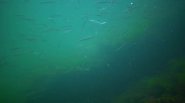 Akdeniz Kum Yılanbalığı (Gymnammodytes cicerellus) doğal ortamlarında. Karadeniz Balığı.