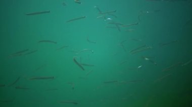 Akdeniz Kum Yılanbalığı (Gymnammodytes cicerellus) doğal ortamlarında. Karadeniz Balığı.