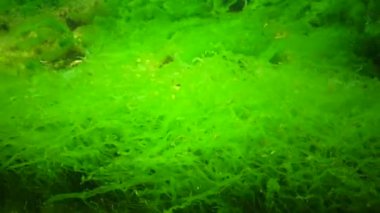 Karadeniz 'in yosunları. Deniz tabanındaki kayalıklarda yeşil ve kırmızı algler. Su altı manzarası. Karadeniz