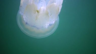 Karadeniz 'de (Rhizostoma pulmo) suyun kalınlığında yüzen denizanası, yaygın olarak fırfırlı ağızlı denizanası olarak bilinir.)