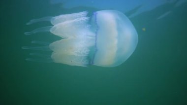 Karadeniz 'de (Rhizostoma pulmo) suyun kalınlığında yüzen denizanası, yaygın olarak fırfırlı ağızlı denizanası olarak bilinir.)
