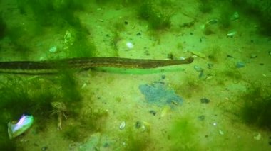 Geniş burunlu boru balığı (Syngnathus variegatus), Kırmızı Kitap Ukrayna, Karadeniz