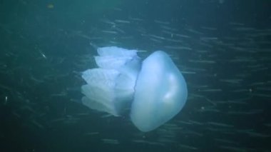 Karadeniz 'de (Rhizostoma pulmo) suyun kalınlığında yüzen denizanası, yaygın olarak fırfırlı ağızlı denizanası olarak bilinir.)