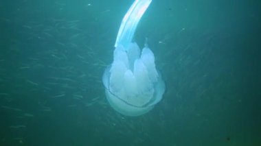 Karadeniz 'de (Rhizostoma pulmo) suyun kalınlığında yüzen denizanası, yaygın olarak fırfırlı ağızlı denizanası olarak bilinir.)