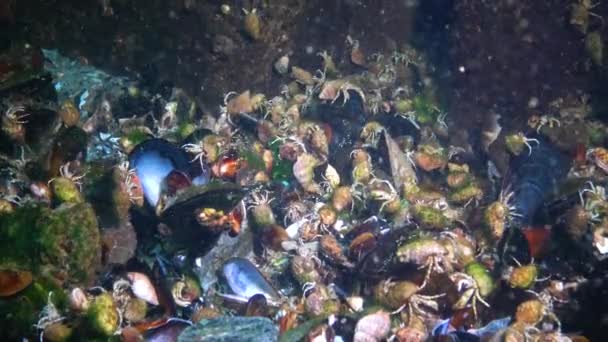 Grande Número Pequenos Caranguejos Eremita Fundo Arenoso Diogenes Pugilator Mar — Vídeo de Stock