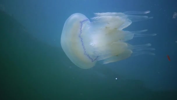 在黑海 Rhizostoma Pulmo 桶状水母 水层中漂浮时 嘴角有褶皱的水母 — 图库视频影像