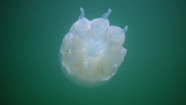 黒海の水の厚さに浮かぶ Rizostoma Pulmo 一般的にバレルクラゲとして知られています — ストック動画