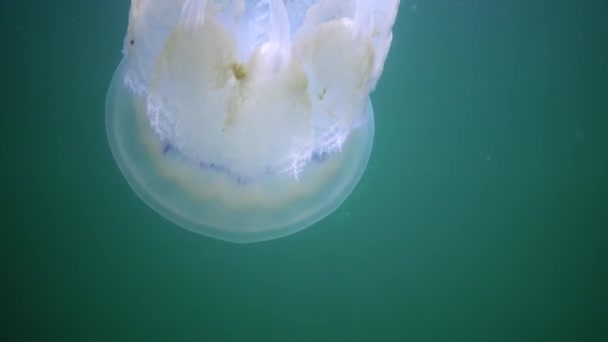 在黑海 Rhizostoma Pulmo 桶状水母 水层中漂浮时 嘴角有褶皱的水母 — 图库视频影像