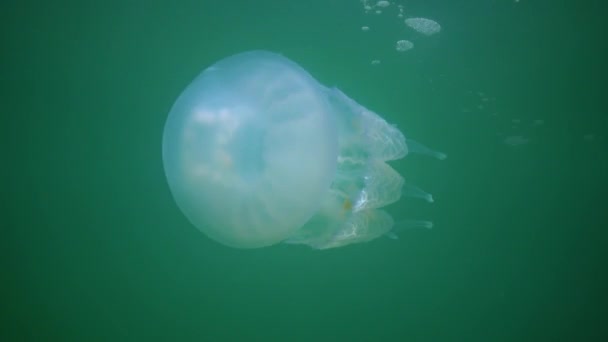 Karadeniz Rhizostoma Pulmo Suyun Kalınlığında Yüzen Denizanası Yaygın Olarak Fırfırlı — Stok video