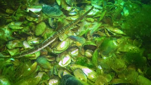 Geniş Burunlu Boru Balığı Syngnathus Variegatus Kırmızı Kitap Ukrayna Karadeniz — Stok video