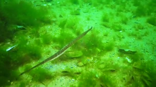 Großnasenpfeifenfisch Syngnathus Variegatus Rotbuch Ukraine Schwarzes Meer — Stockvideo