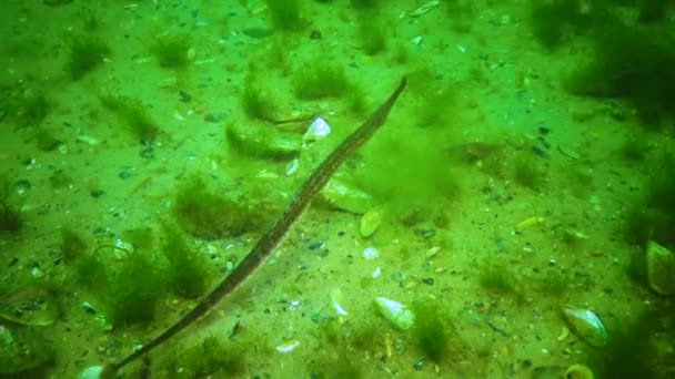 Großnasenpfeifenfisch Syngnathus Variegatus Rotbuch Ukraine Schwarzes Meer — Stockvideo